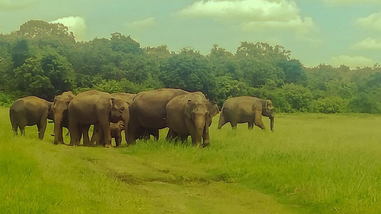 The Green Jungle Dambulla Exterior foto